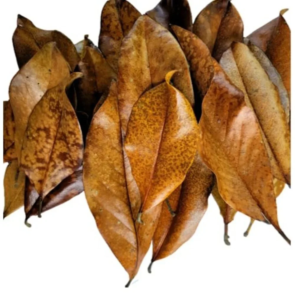 Magnolia Leaf Litter, 30-35 Premium Bioactive Enclosures, Reptiles, Amphibians